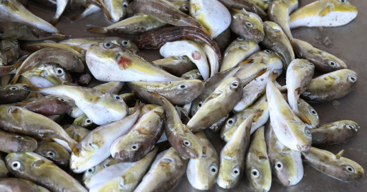 Lâm Đồng: Cứu sống 2 bệnh nhân bị ngộ độc do ăn cá nóc