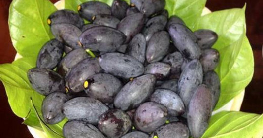 Quả trám - thực phẩm và vị thuốc quý