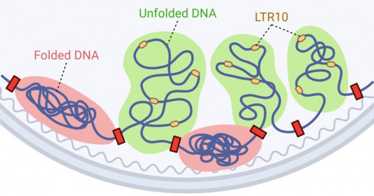 Khơi dậy "virus cổ xưa" trong DNA người — Giải pháp mới đầy hy vọng trong điều trị ung thư