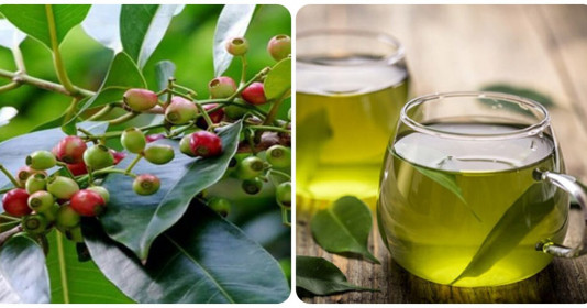 Có nên uống nước lá vối để qua đêm không?