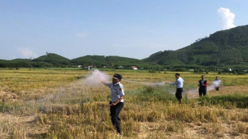 Khánh Hòa thực hiện ngăn chặn nạn săn bắt chim yến “tận diệt”