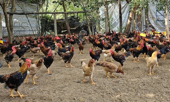 Khẩn trương khoanh vùng, dập dịch cúm gia cầm H5N1 tại Khánh Hòa