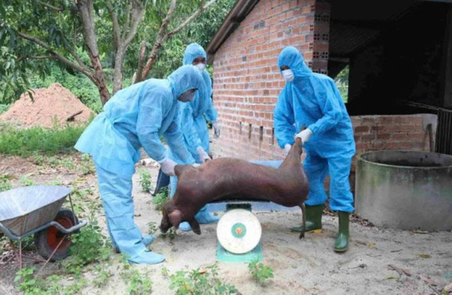 Khánh Hoà tiêu huỷ hơn 18 tấn lợn nhiễm dịch tả lợn châu Phi