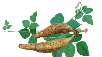 Ăn bột sắn dây có tác dụng gì?