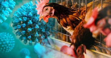 Chuyên gia cảnh báo chủng cúm H9N2 đang thích nghi với cơ thể người