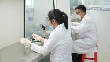 Giống nấm hương theo công nghệ Nhật Bản có tiềm năng sinh trưởng tốt tại miền Trung - Tây Nguyên