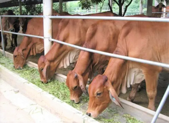 Gia Lai: Phê duyệt dự án liên kết sản xuất chăn nuôi bò thịt vỗ béo, hỗ trợ người dân xã Kim Sơn thoát nghèo
